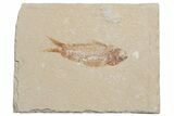 Small Cretaceous Fossil Fish - Lebanon (Back In Stock) - Photo 6